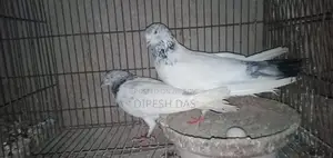 Red-necked Golden and Chat Female Pigeon
