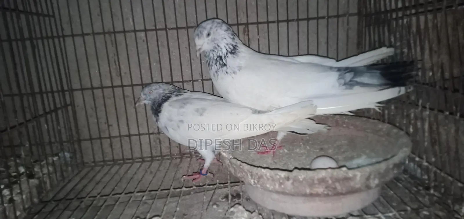 Red-necked Golden and Chat Female Pigeon