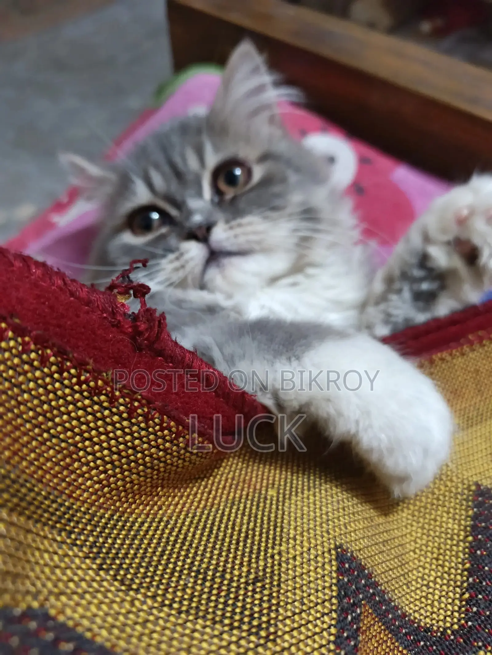 Persian Cat