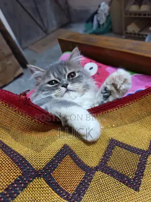 পার্সিয়ান বিড়াল