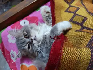 Persian Cat