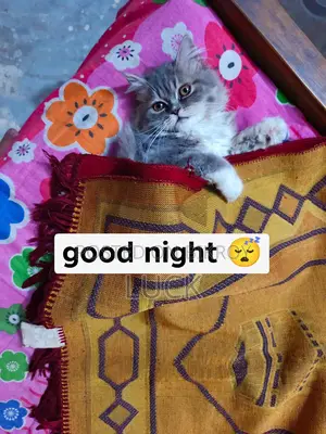 Persian Cat