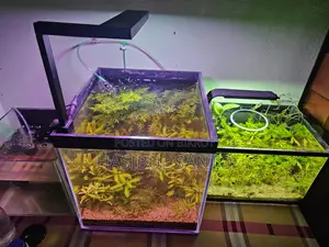 Aquarium Planted Crystal 6mm