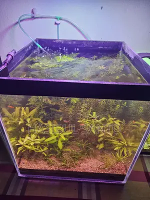 Aquarium Planted Crystal 6mm