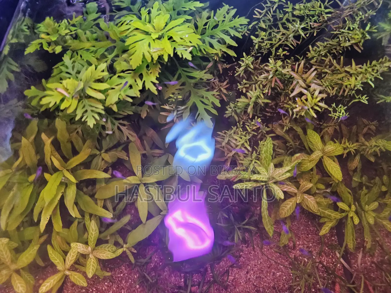 Aquarium Planted Crystal 6mm