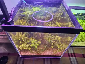 Aquarium Planted Crystal 6mm
