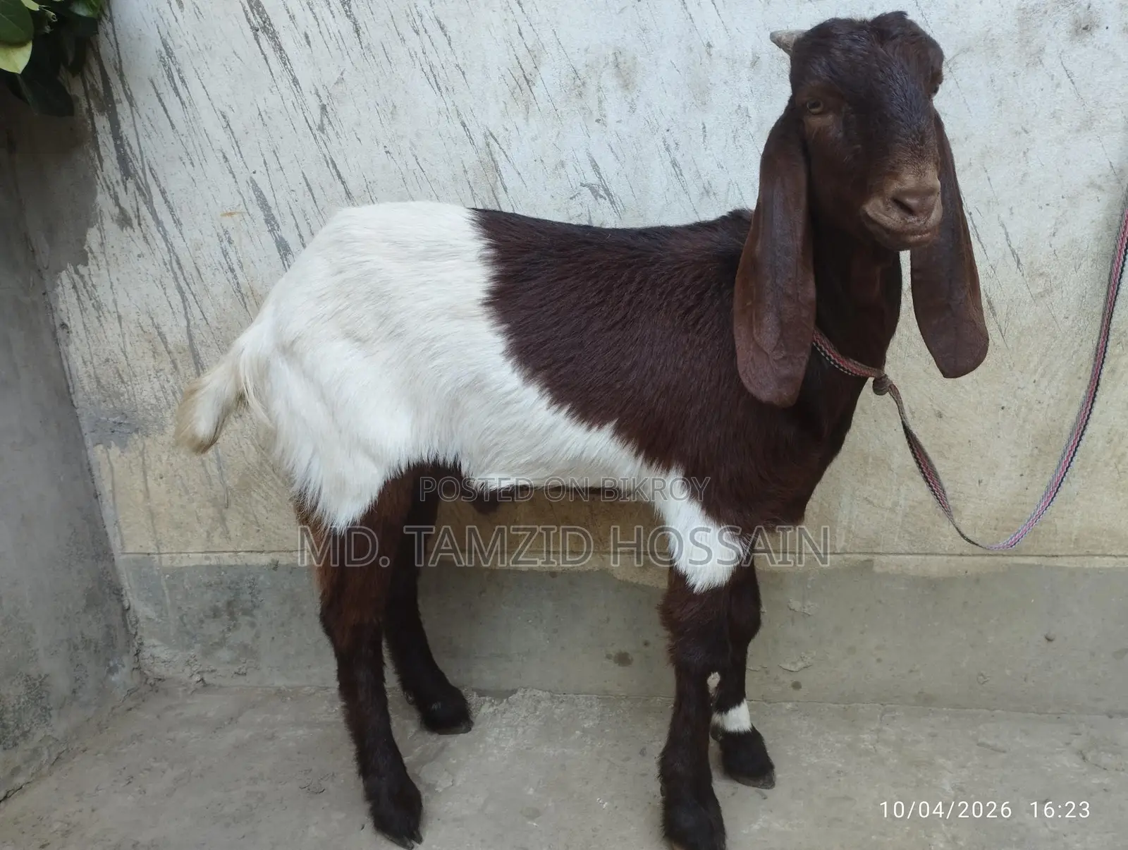 Home-Raised Cross Parrot Goat