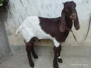 Home-Raised Cross Parrot Goat