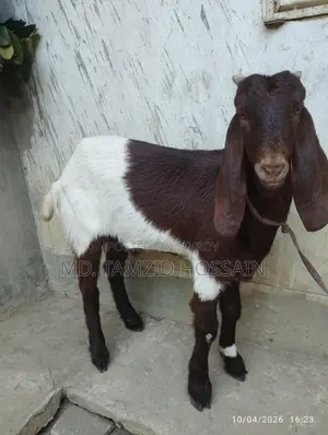 Home-Raised Cross Parrot Goat