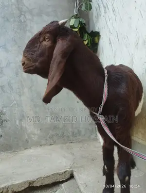 Home-Raised Cross Parrot Goat