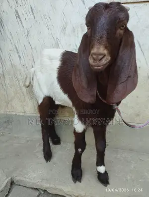 Home-Raised Cross Parrot Goat