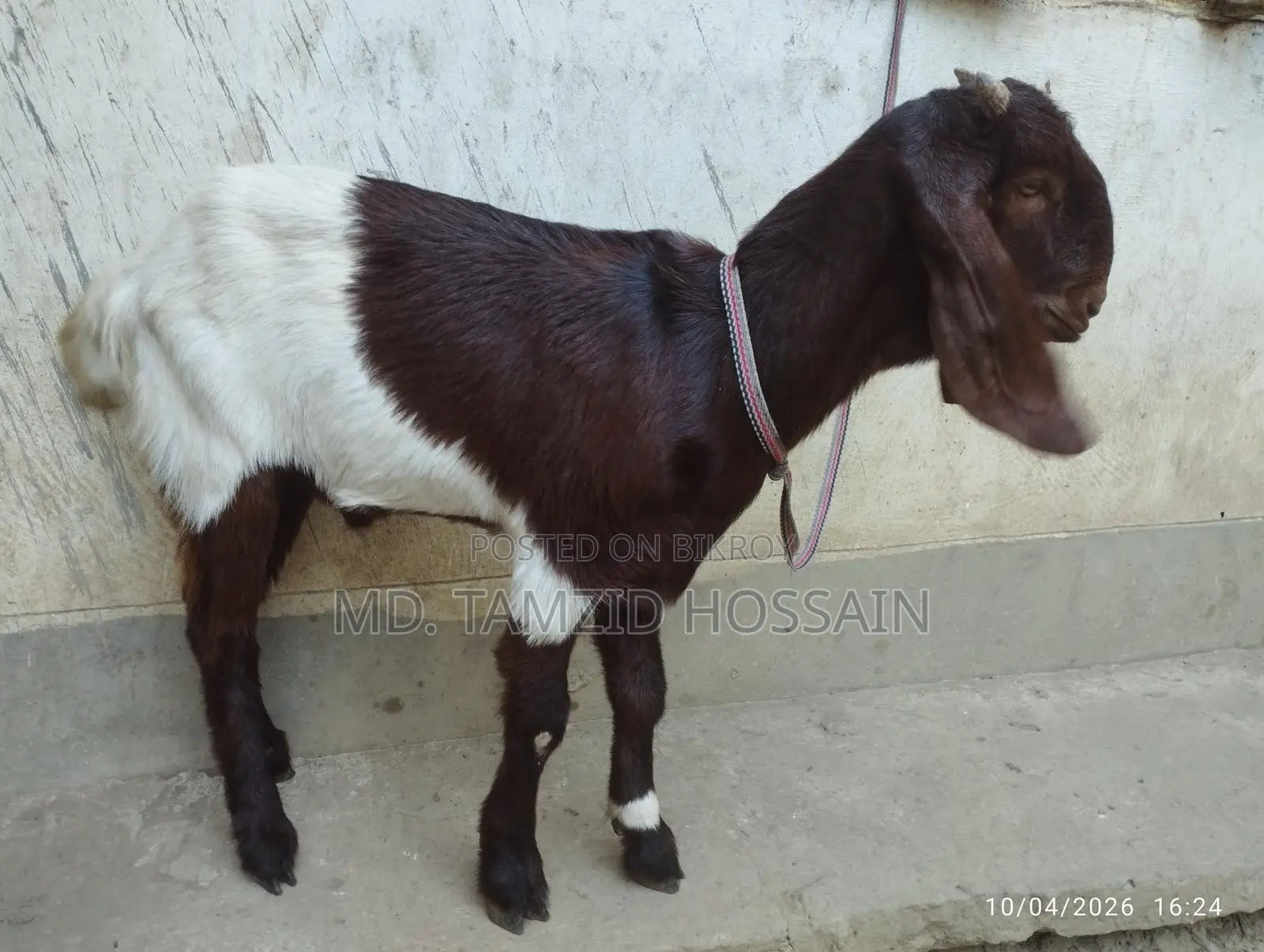 Home-Raised Cross Parrot Goat