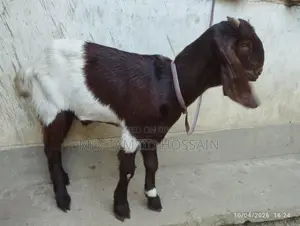 Home-Raised Cross Parrot Goat