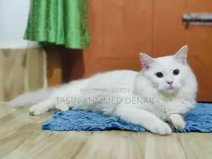 High Quality Breed
