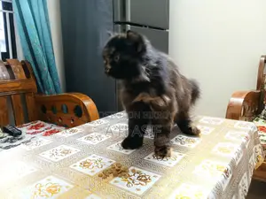 Pure Persian Female Cat
