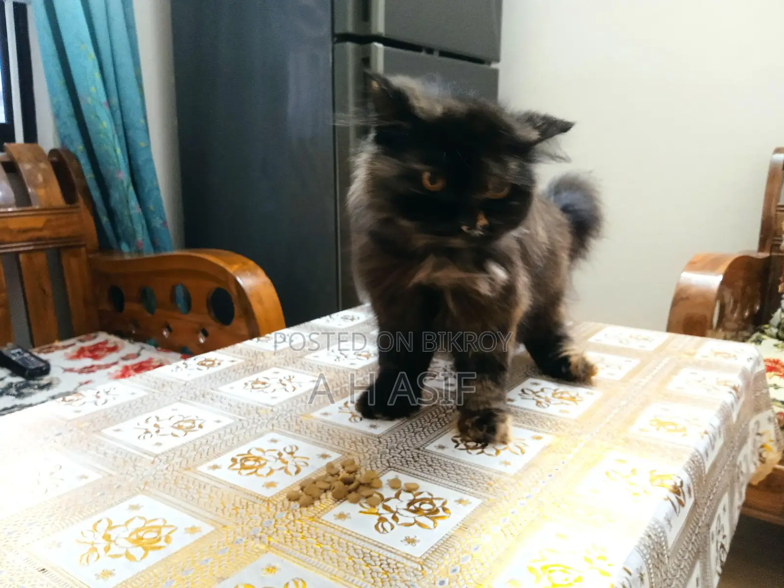 Pure Persian Female Cat