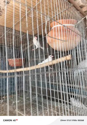 Java Bird