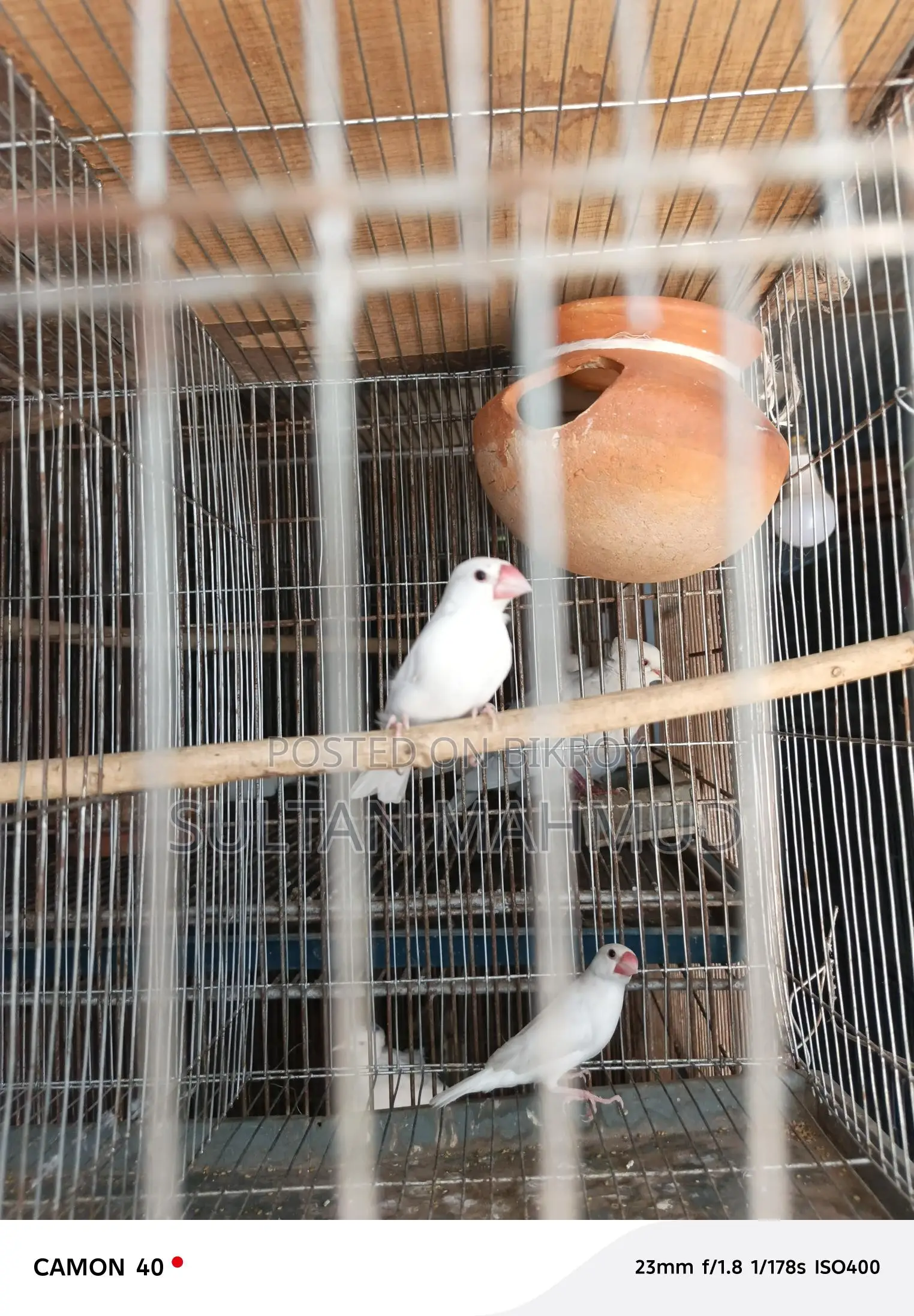 Java Bird
