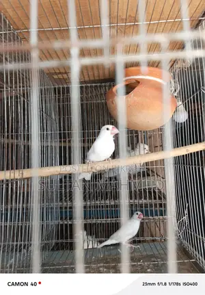 Java Bird