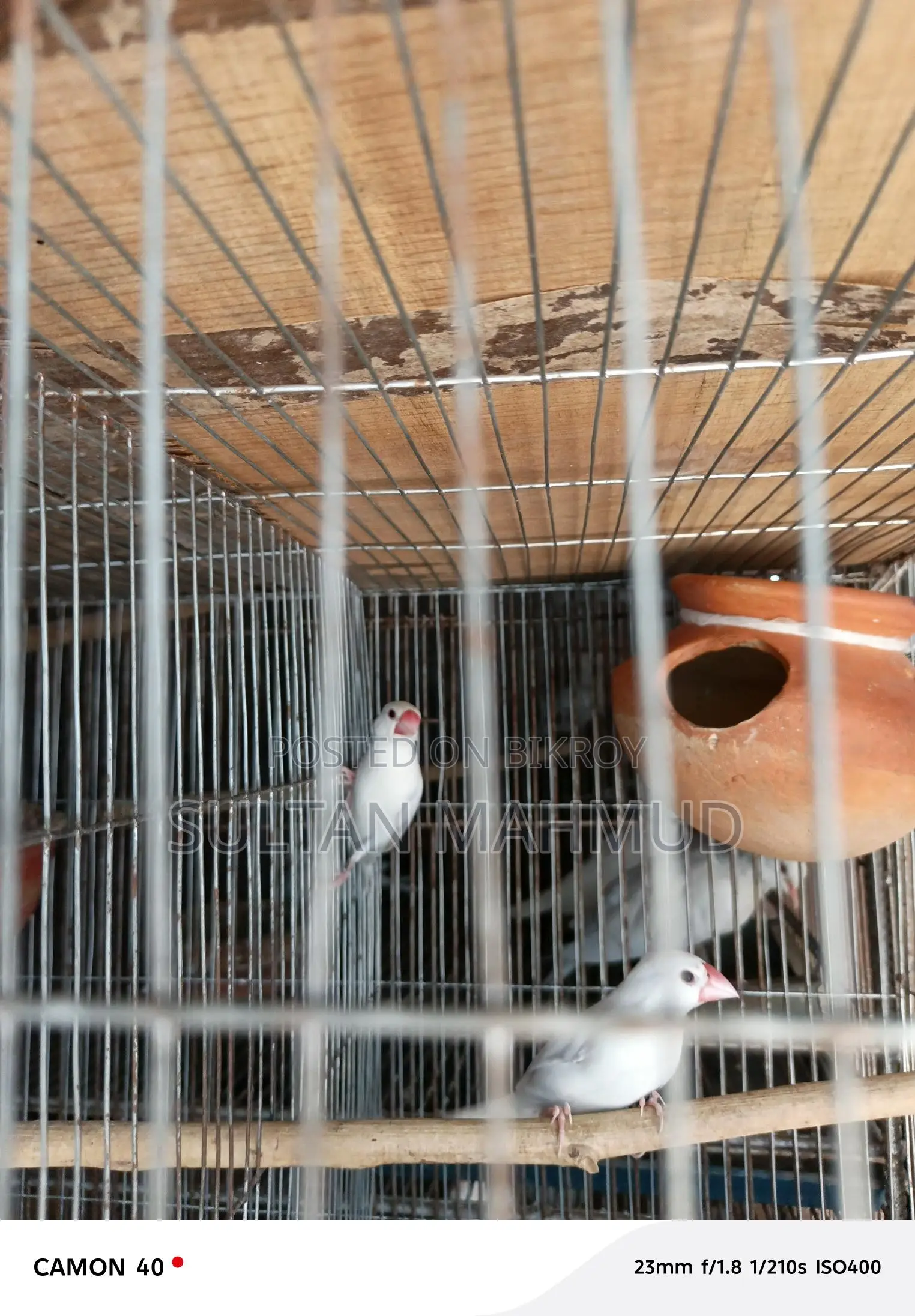 Java Bird