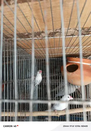 Java Bird