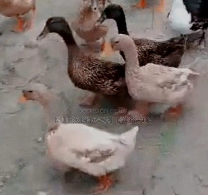 Egg-laying ducks for sale