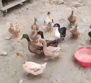 Egg-laying ducks for sale