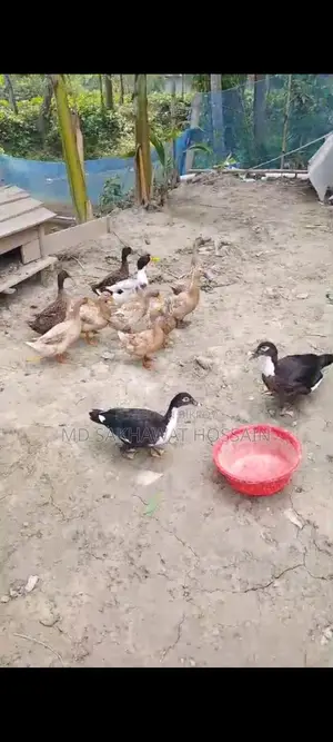 Egg-laying ducks for sale