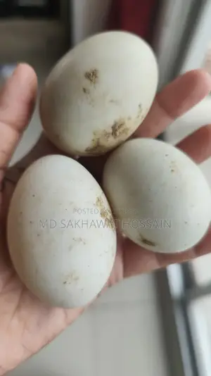 Egg-laying ducks for sale