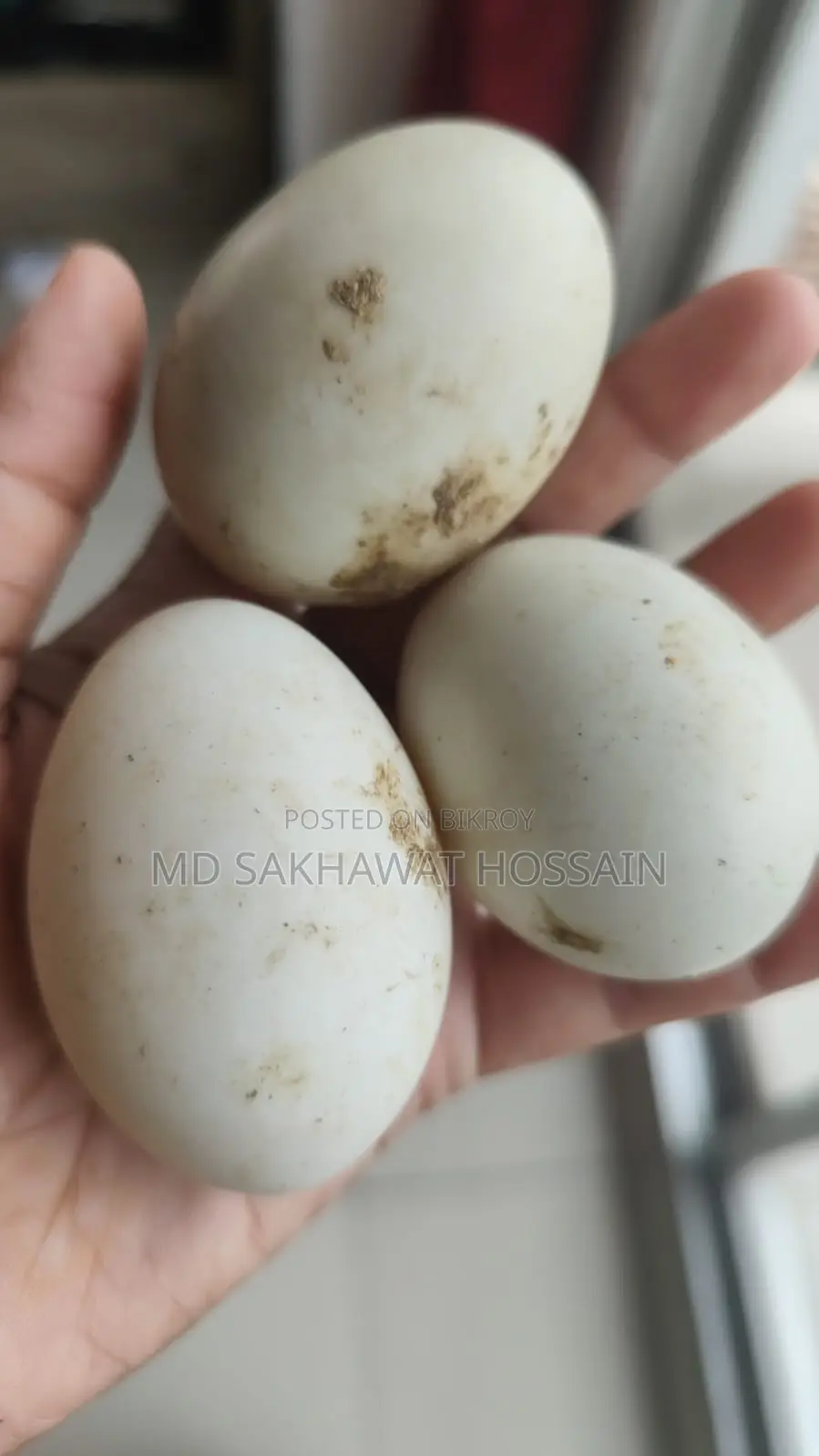 Egg-laying ducks for sale