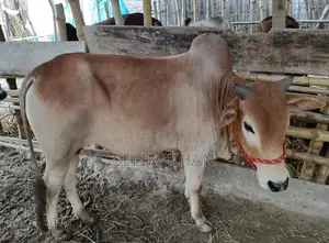 Cow for Sale