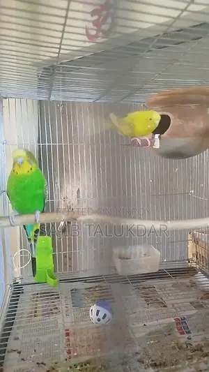 Budgerigar birds for sale.