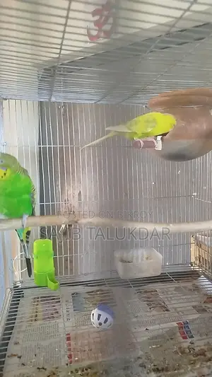 Budgerigar birds for sale.