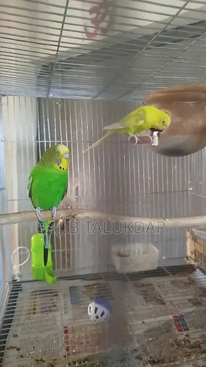 Budgerigar birds for sale.