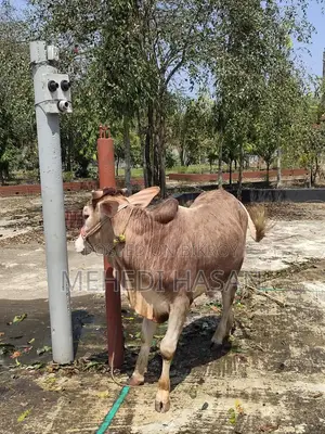 লাল ষাঁড় গরু বিক্রি হবে