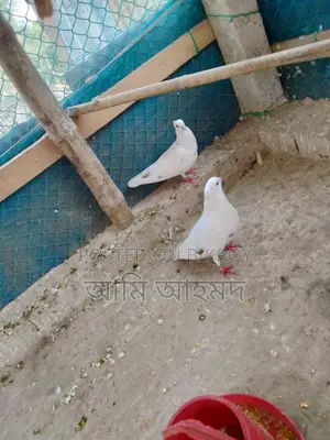 Indian Bombay Tufted Pigeon