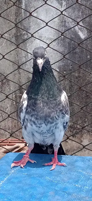 Royal Teddy Cock Running