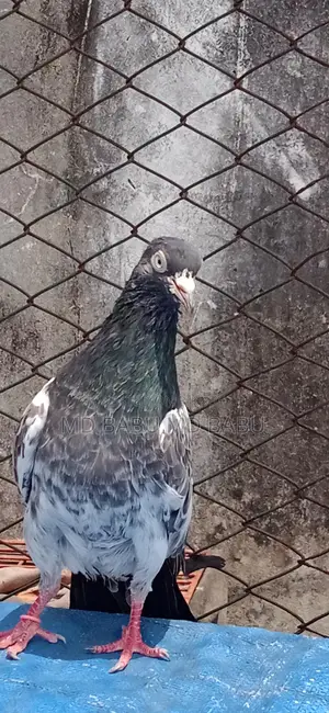 Royal Teddy Cock Running