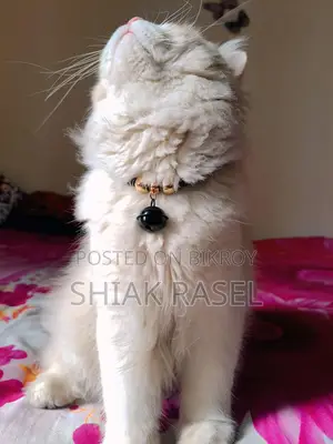 খুব ফ্রেন্ডলি Leo