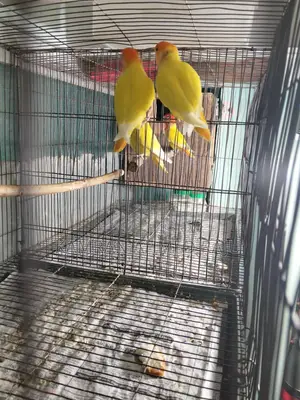 এজ জোড়া রানিং লাভ বাড পাখি