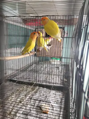 Pair of Active Lovebirds
