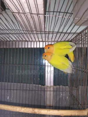 Pair of Active Lovebirds