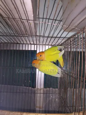 Pair of Active Lovebirds
