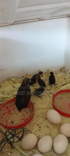 কিং কোয়েল