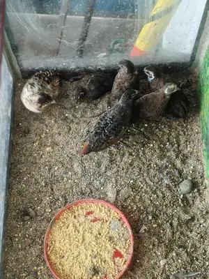 King Quail