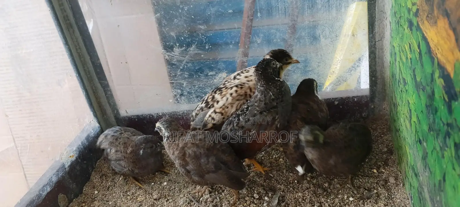 King Quail