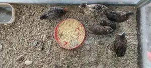 King Quail