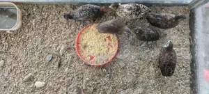 King Quail