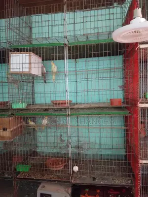 পাখির খাঁচা বিক্রয় করা হবে