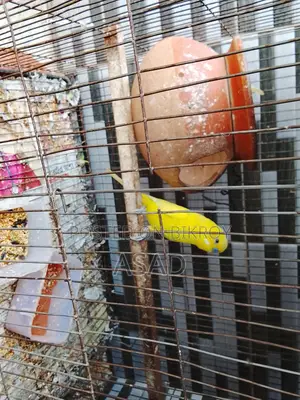 Budgerigar Birds